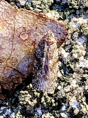 Catonia lunata