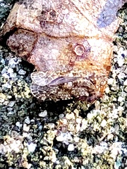 Catonia lunata