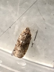 Catonia lunata