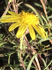 Senecio inaequidens