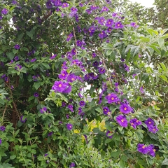 Lycianthes lycioides