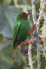 Chlorornis riefferii