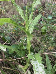 Sonchus hydrophilus