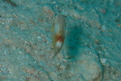 Choerodon zamboangae