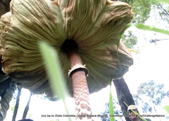 Macrolepiota colombiana