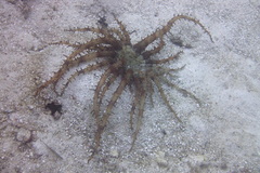 Actinostephanus haeckeli