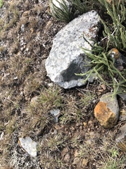 Cheilanthes micropteris