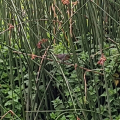 Chrysomus icterocephalus