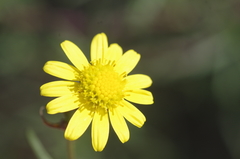 Senecio inaequidens