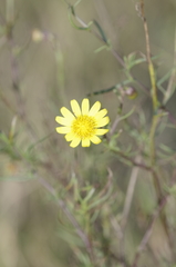 Senecio inaequidens