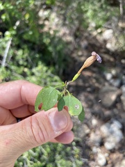 Ruellia californica peninsularis