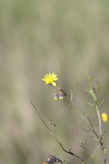 Senecio inaequidens