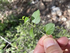 Ruellia californica peninsularis