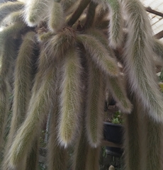 Cleistocactus colademononis