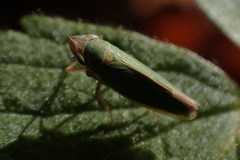 Draeculacephala crassicornis