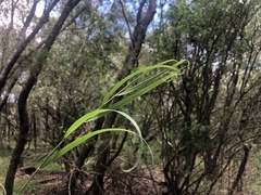 Melica sarmentosa