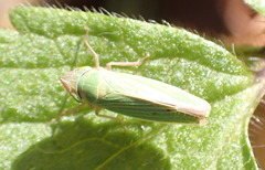 Draeculacephala crassicornis