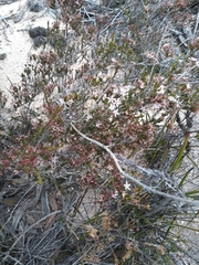 Calytrix tetragona