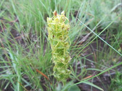 Habenaria lithophila