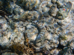 Parapercis millepunctata