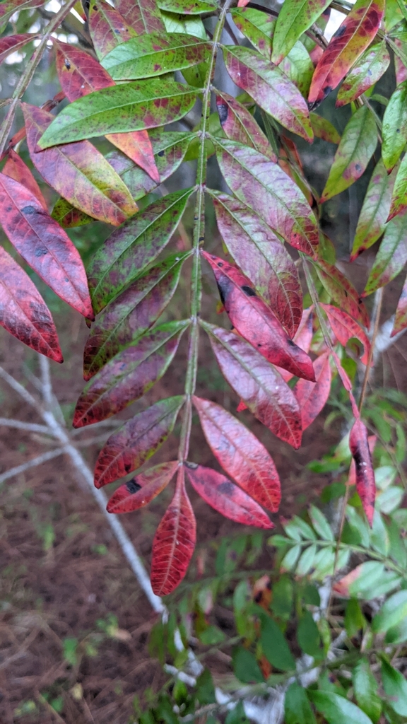 shining sumac from Silver Springs, FL 34488, USA on November 08, 2021