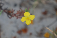 Scoparia montevidensis