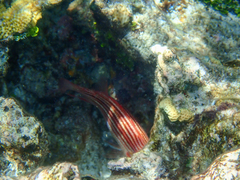 Sargocentron microstoma