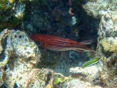 Sargocentron microstoma