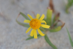 Acmella decumbens