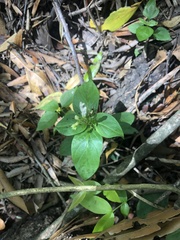 Spigelia humboldtiana