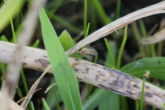 Aedes albifasciatus