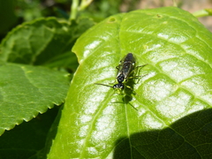 Rhogogaster picta