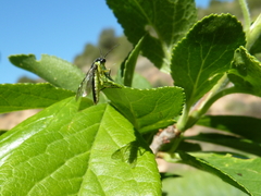 Rhogogaster picta