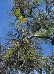 Dendrophthoe glabrescens