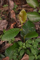 Dillenia suffruticosa
