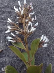 Pseudostifftia kingii