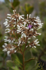 Pseudostifftia kingii