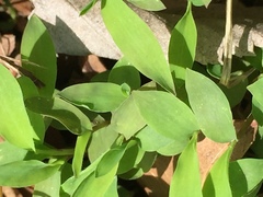 Microstegium vimineum