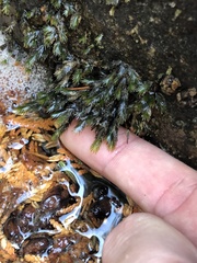 Fissidens grandifrons