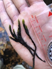 Fissidens grandifrons