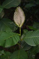Dillenia suffruticosa