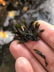 Fissidens grandifrons