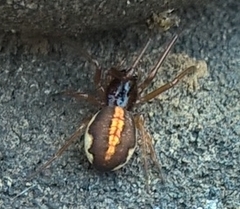 Pachygnatha autumnalis