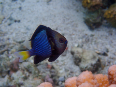 Dascyllus flavicaudus