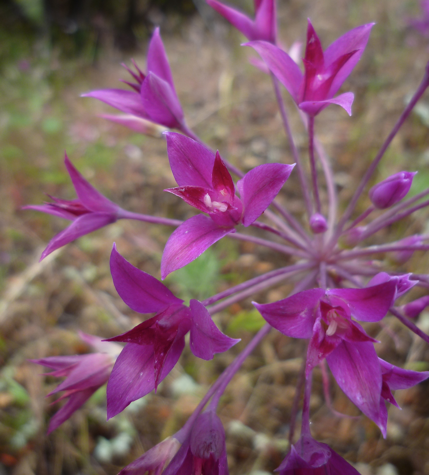 Allium peninsulare