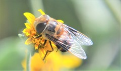 Copestylum quadratum