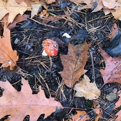 Amanita muscaria