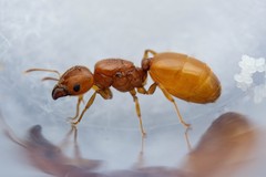 Pheidole spadonia
