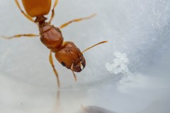 Pheidole spadonia