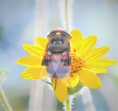 Copestylum quadratum